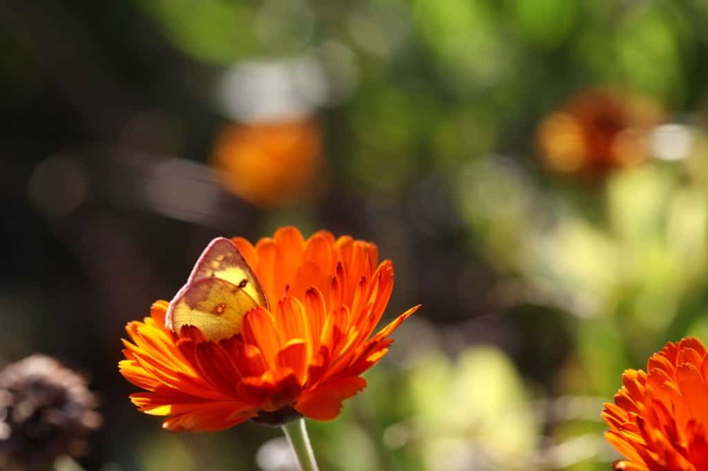 a butterfly on a calendula flower