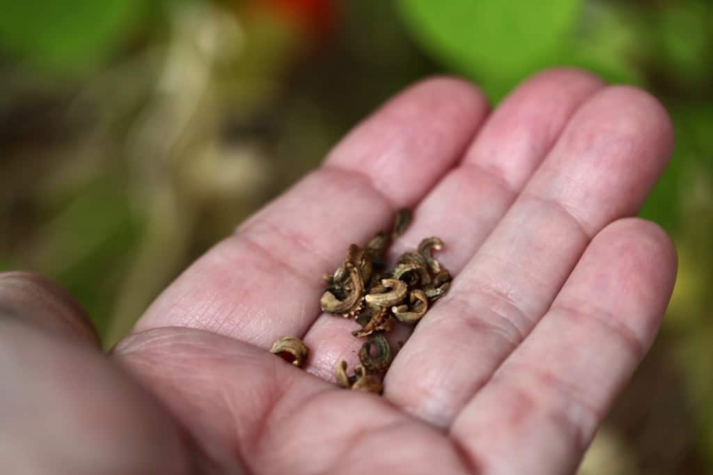 a hand holding calendula seeds to direct sow, to grow calendula in the garden