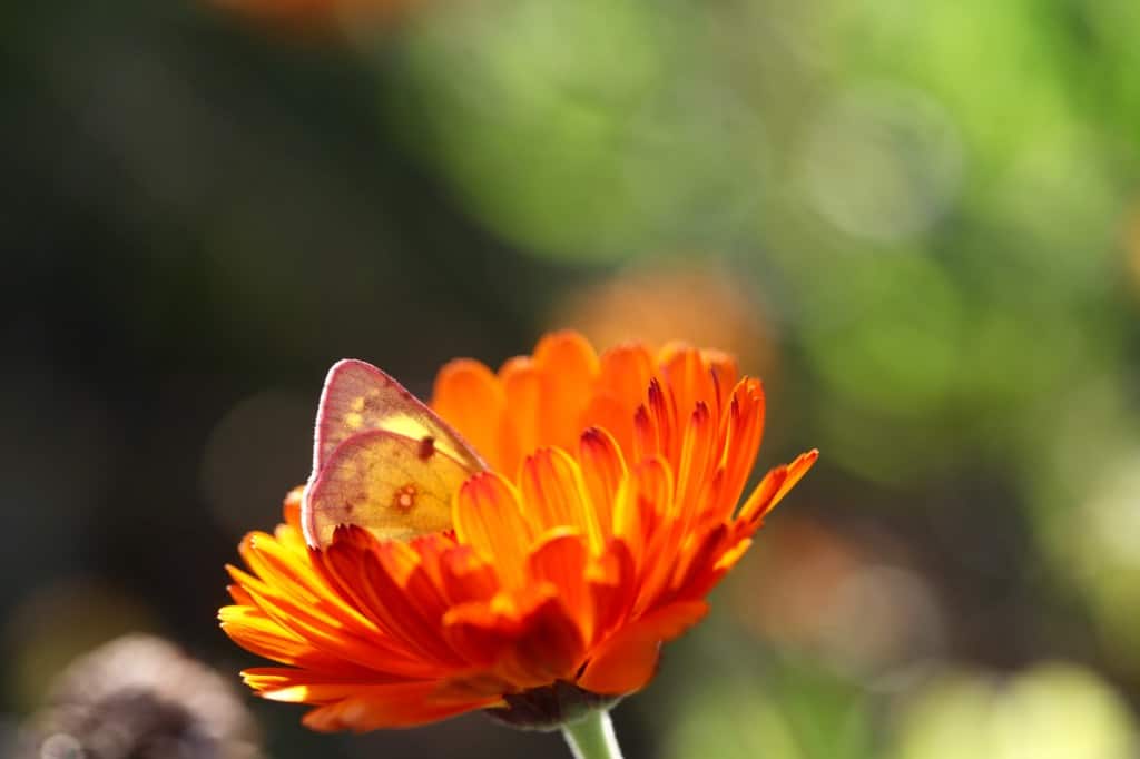 an orange calendula flower with a butterfly in the garden