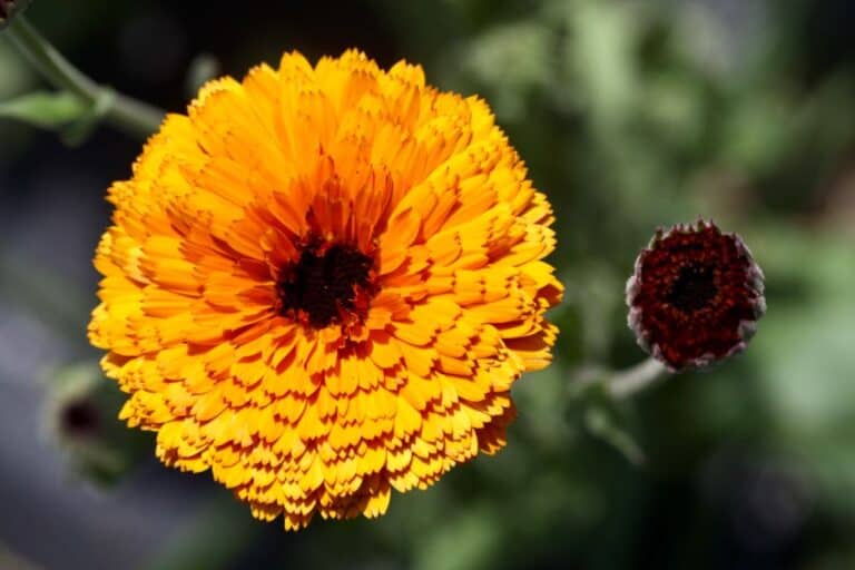 How To Dry Calendula Harvest, Dry And Store Farmhouse & Blooms