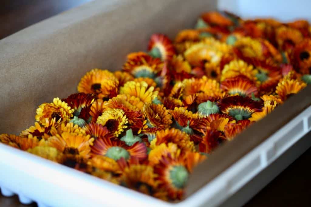 calendula flowers in a tray to be air dried