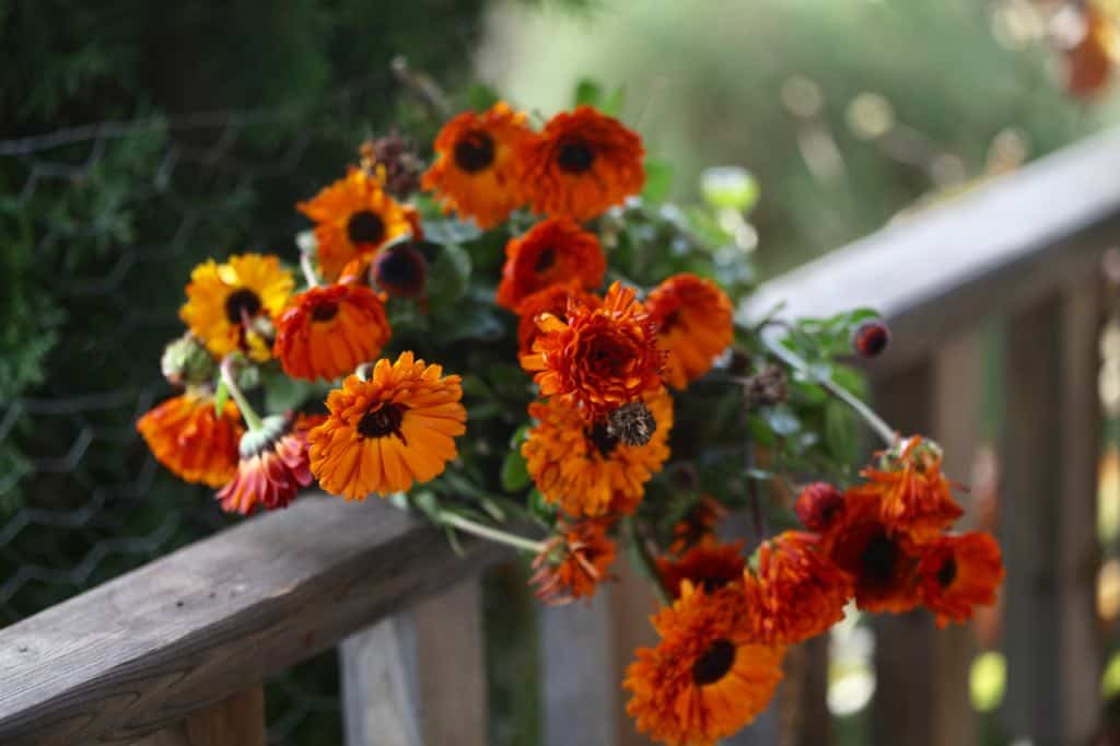 calendula flowers on a wooden railing