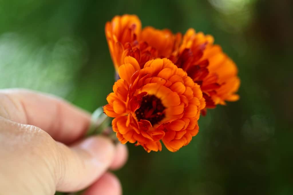 a hand holding three orange calendula flowers against a blurred green background