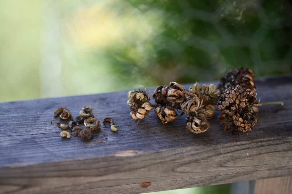 calendula seed heads and fruit on a wooden railing