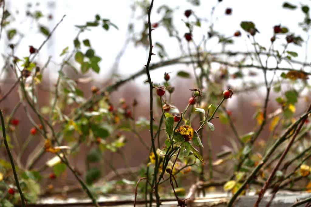 climbing rose hips on the vine in November can be harvested for seed to grow roses