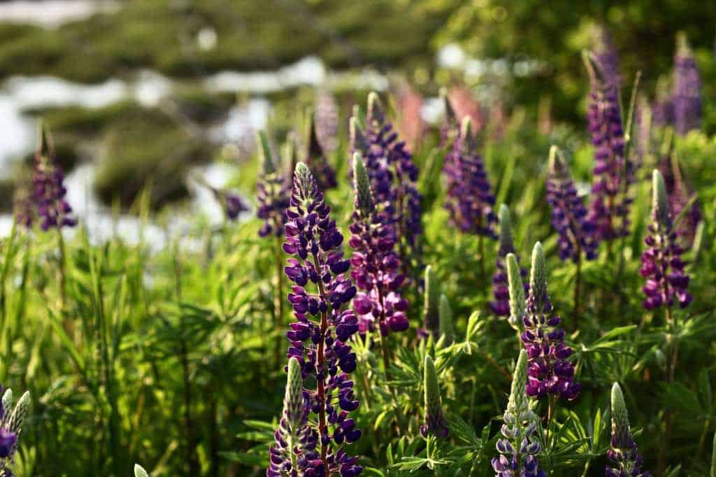 a grouping of purple lupine flowers, showing how to grow lupines