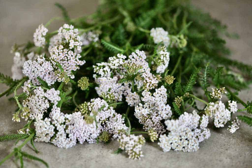 a bouquet of fresh yarrow