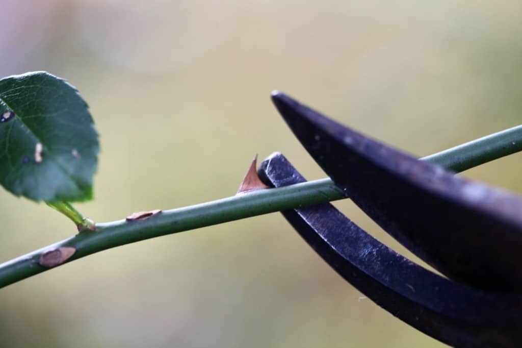 cutting a rose stem at a 45°angle with a pair of pruning shears