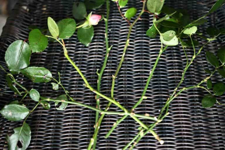 How To Grow Roses From Cuttings Farmhouse & Blooms