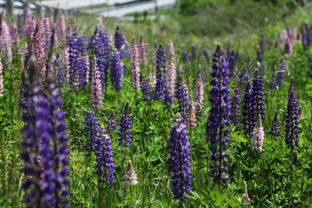 a large grouping of pink and purple lupines, showing how to grow lupines