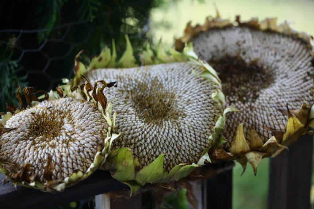 three different sized mammoth sunflower heads on a wooden railing