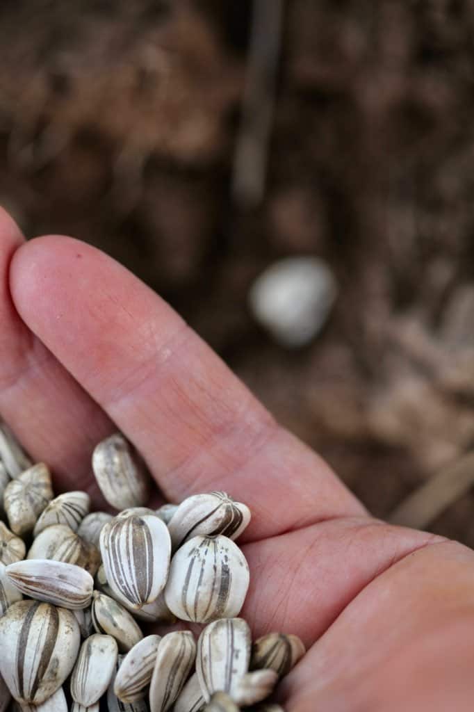 a hand holding sunflower seeds to be direct sown, showing how to grow mammoth sunflowers in the garden