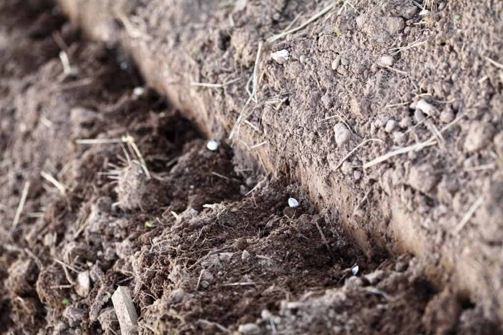 direct sown mammoth grey striped sunflower seeds in a trench in the garden, showing how to grow the sunflowers in the garden