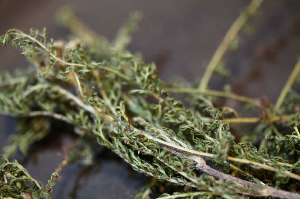 dried yarrow leaves