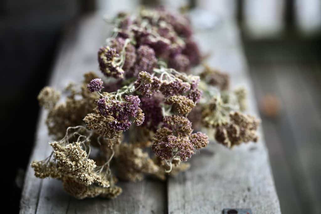 dried yarrow on a wooden box