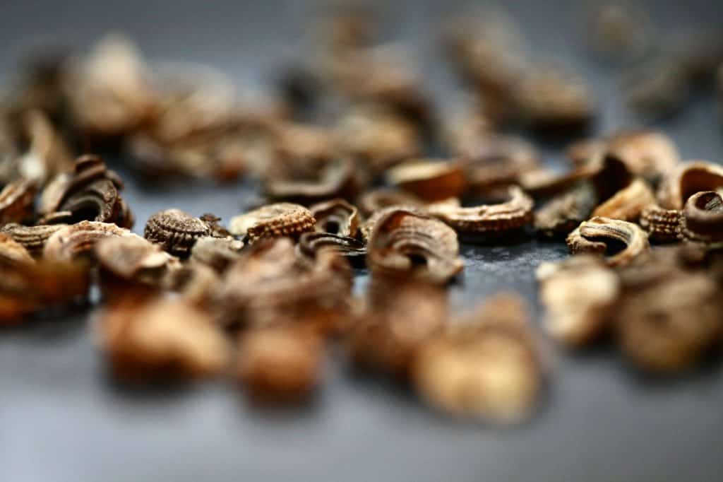 calendula seeds drying