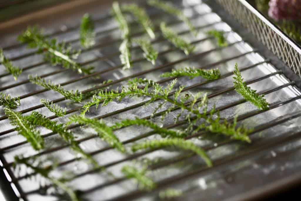 yarrow on a metal rack to be dried in the oven, showing how to dry yarrow for tea