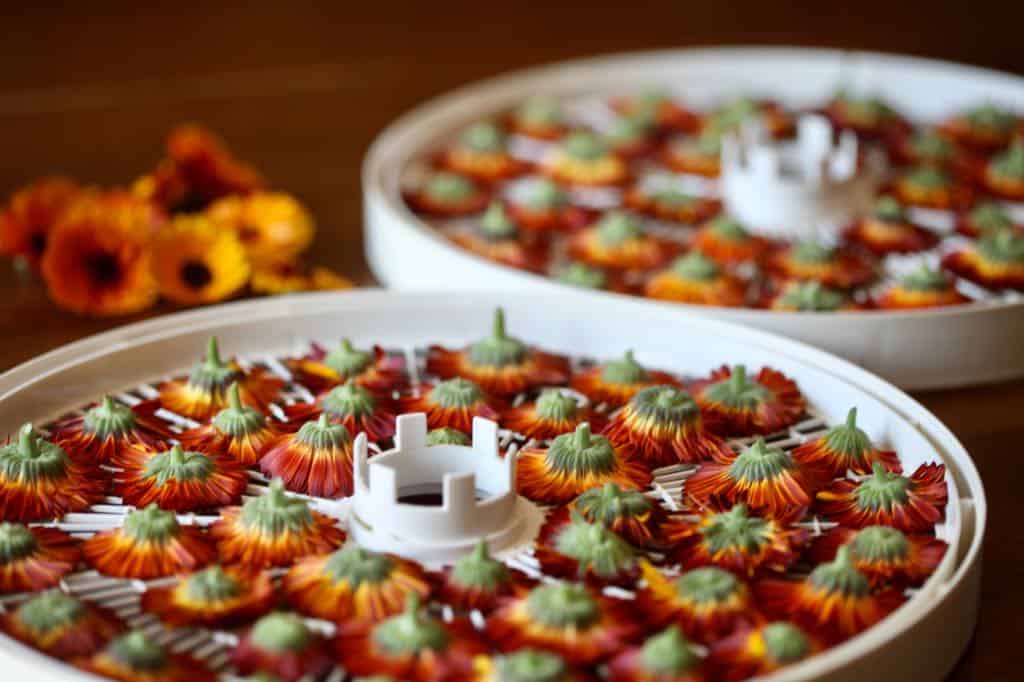 fresh  flowers prepared for drying in the food dehydrator
