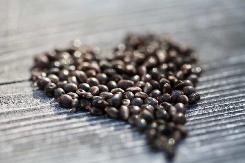 freshly harvested lupine seeds on a wooden railing