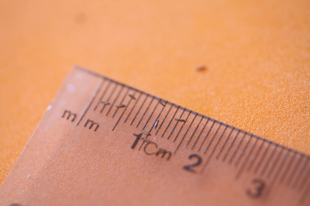 goat's beard seeds on a clear ruler