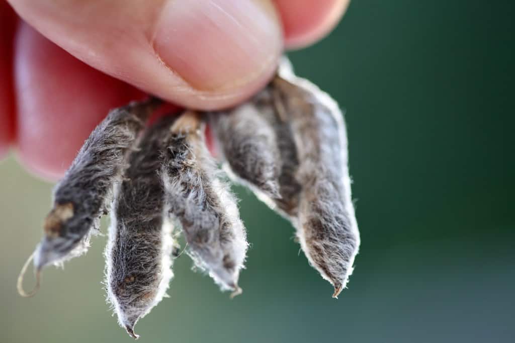 a hand holding grey and hair covered lupine seed pods