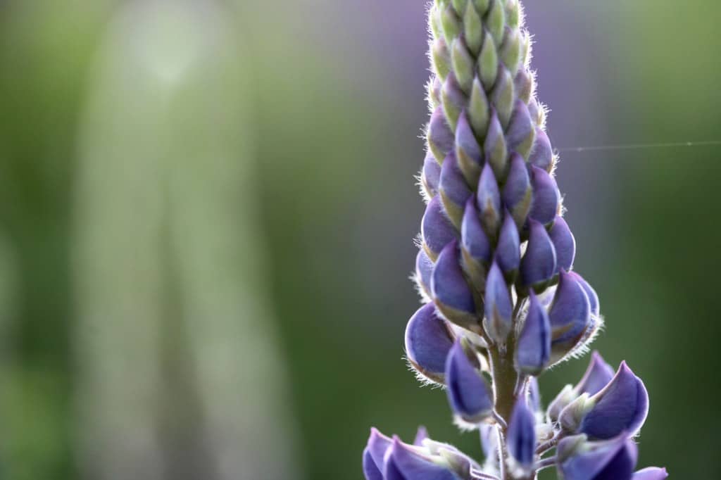 a closeup of a purple lupine flower