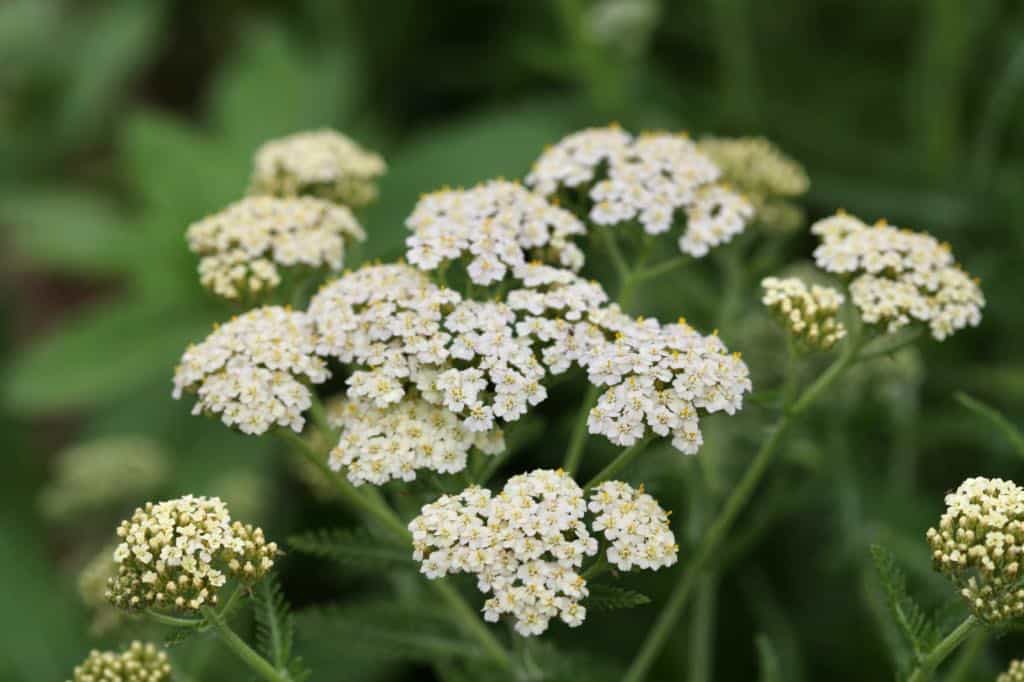 yarrow flowers growing in the garden