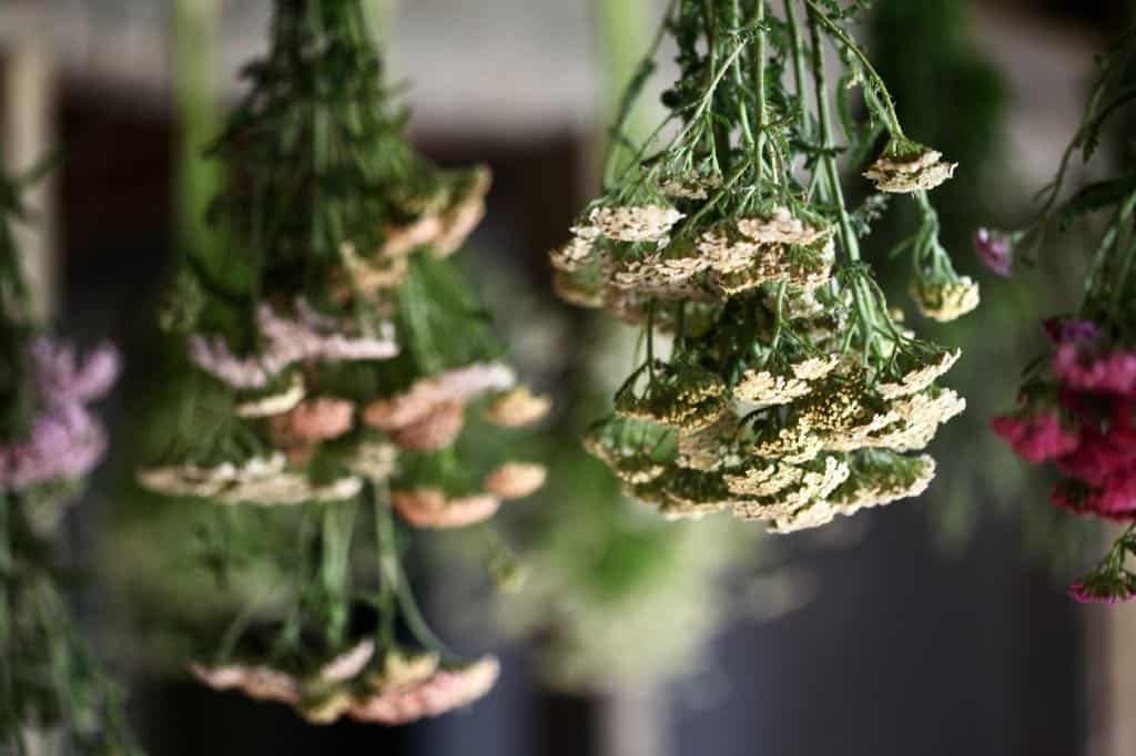 yarrow hanging to dry, showing how to dry yarrow for tea