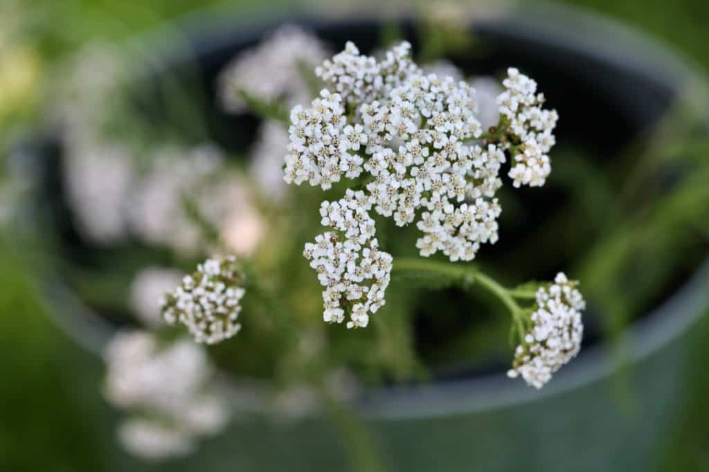 yarrow harvested and in a pail