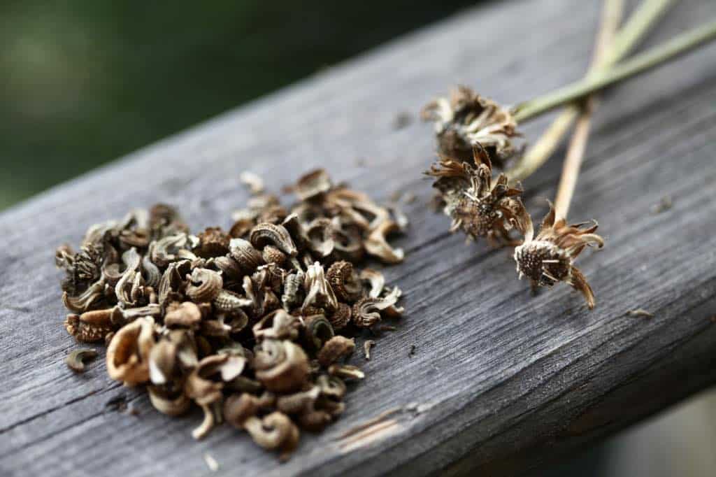calendula seeds on a wooden railing, showing how to harvest calendula seeds