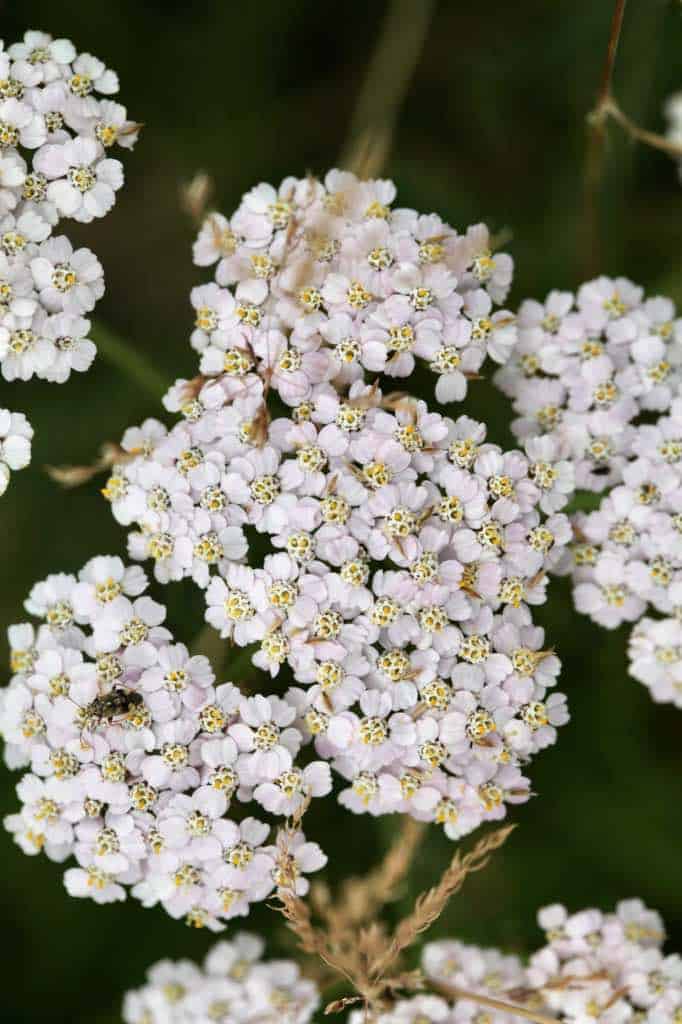 yarrow flowers heads with many tiny white flowers with yellow centres
