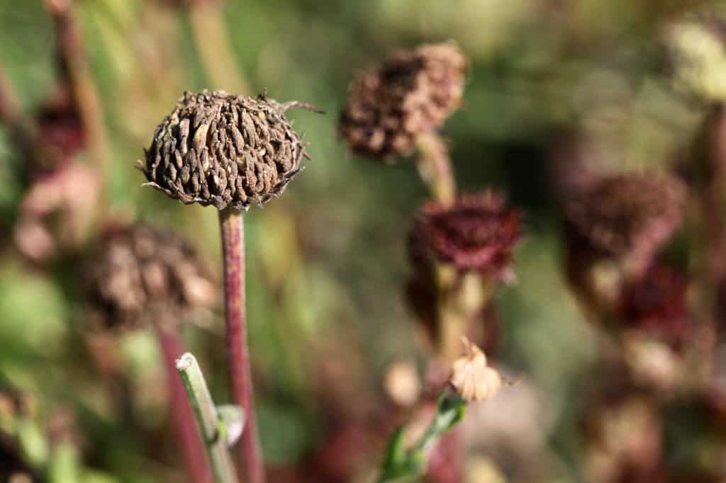 brown calendula seed heads in the garden