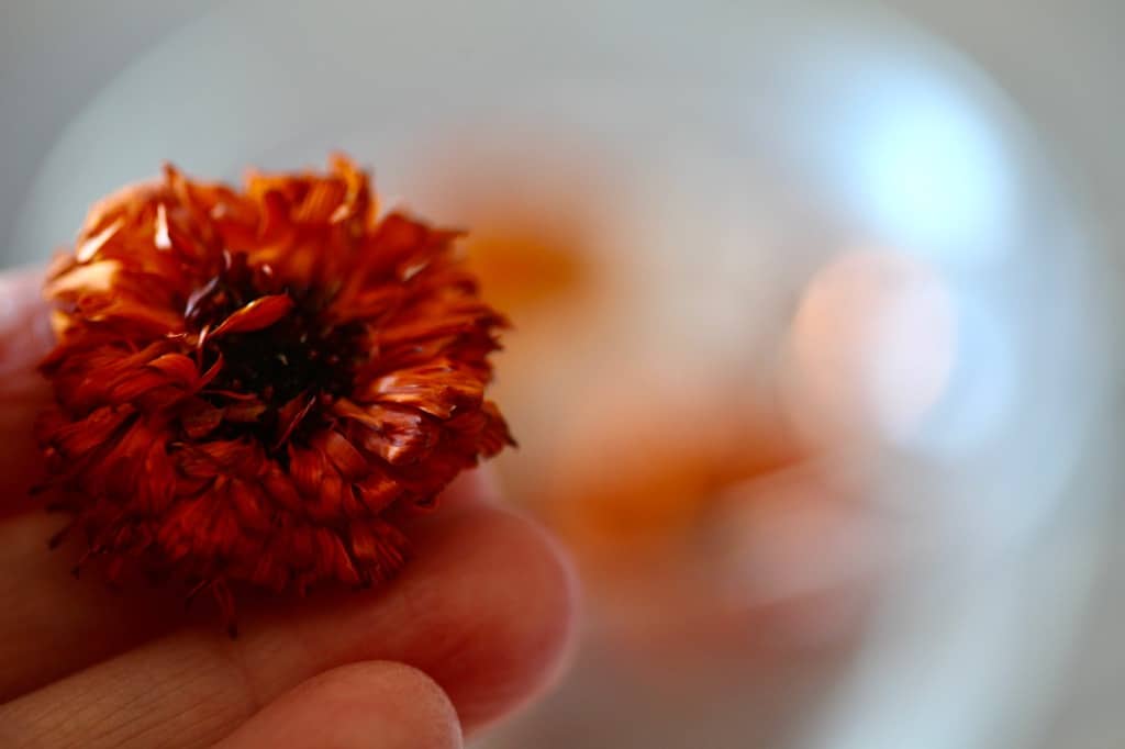 a hand holding a dried flower