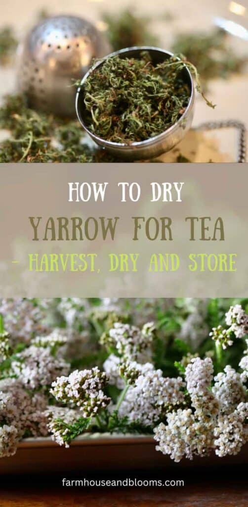 how to dry yarrow for tea pinterest pin