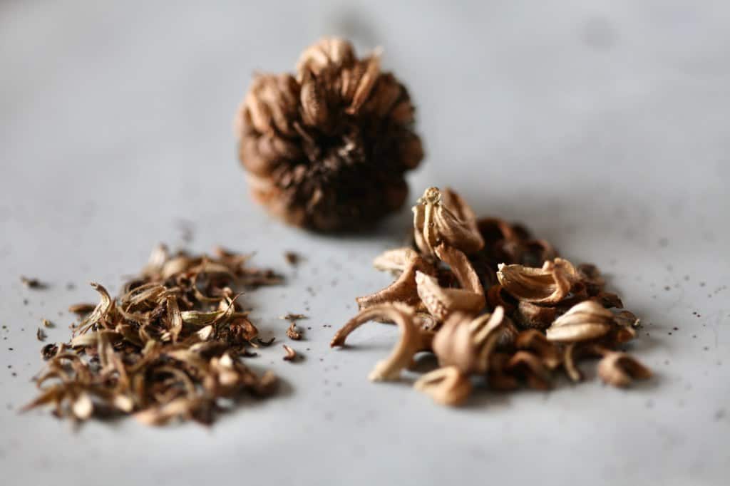 calendula seed head, seeds, and chaff, showing how to harvest calendula seeds