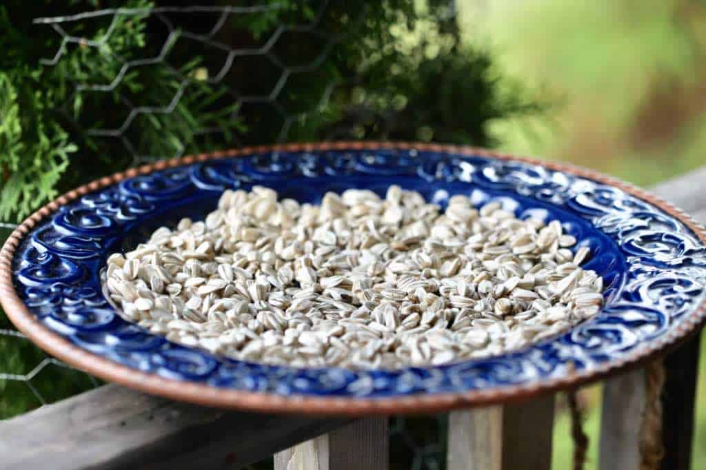 seeds from mammoth sunflowers  on a blue platter drying to grow for next season