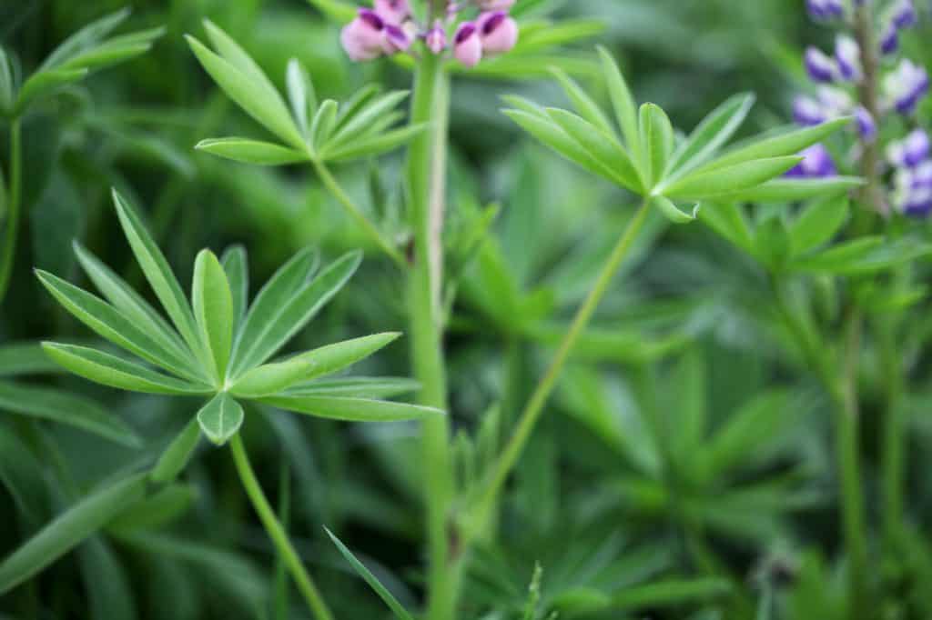 lupine leaves on a lupine plant in the garden