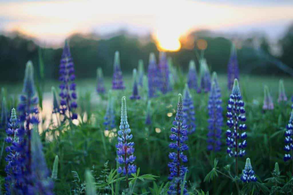 a grouping of purple flowering lupine plants