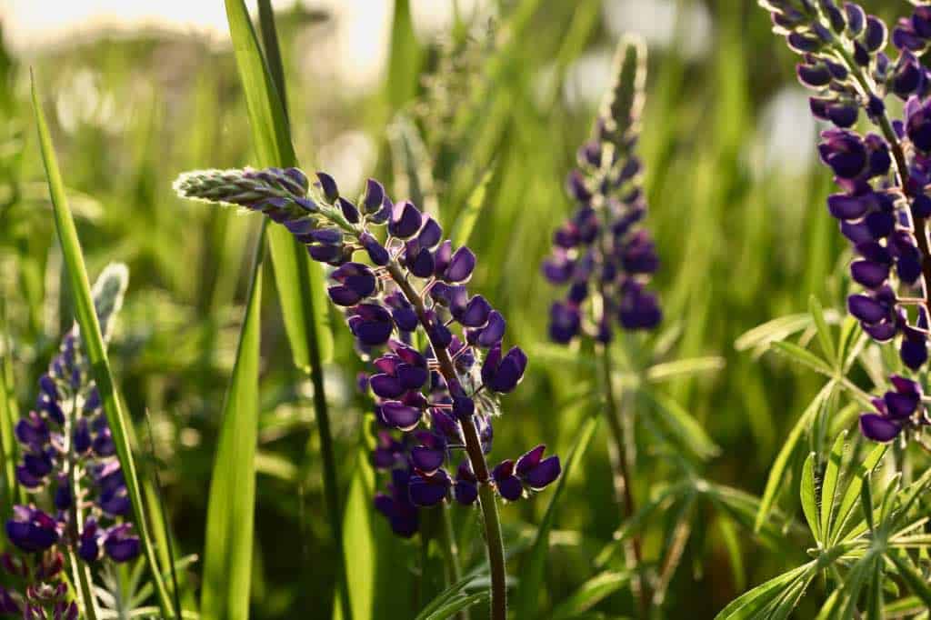 purple lupines glowing in the sun, showing how to grow lupines