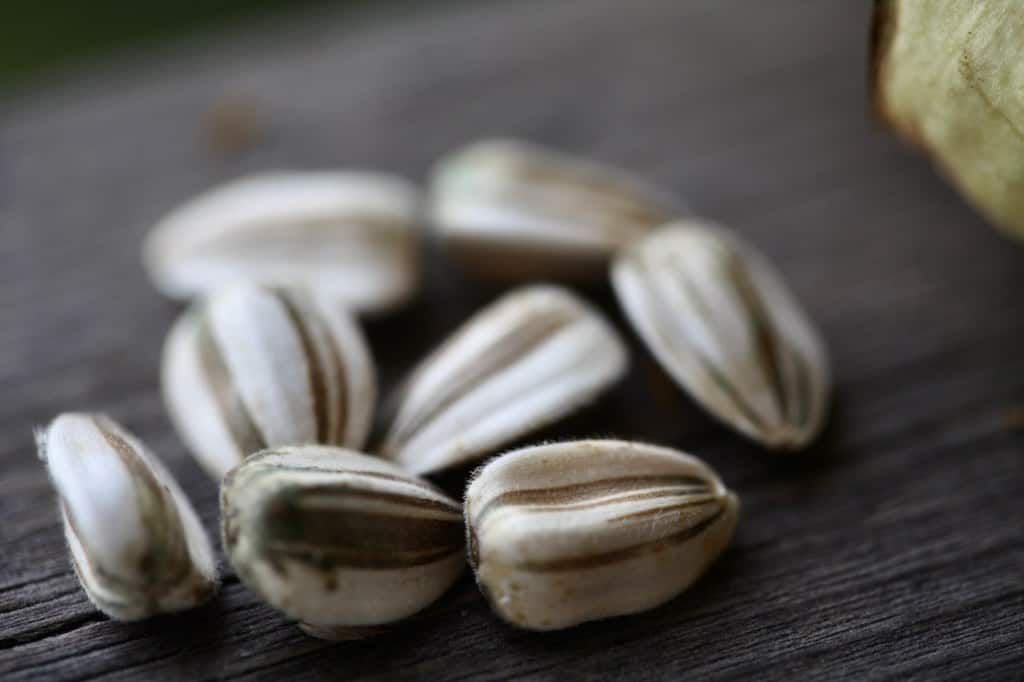 mammoth grey striped seeds on a wooden railing