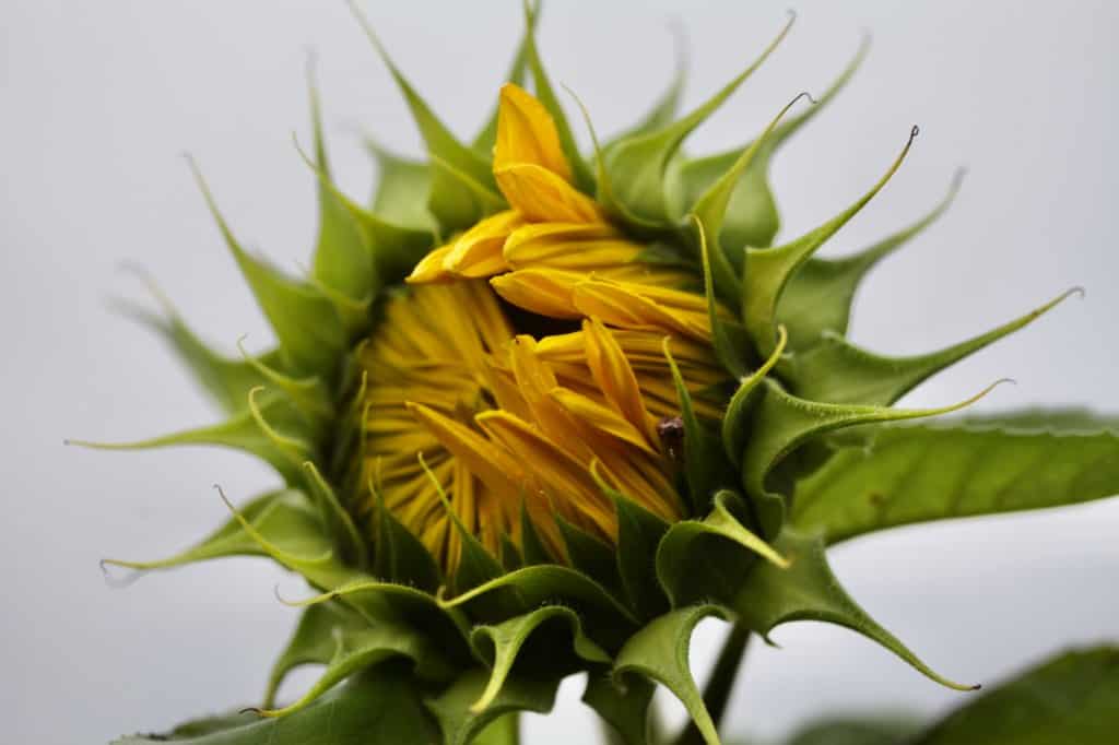 mammoth grey striped sunflower beginning to open, showing how to grow these sunflowers in the garden