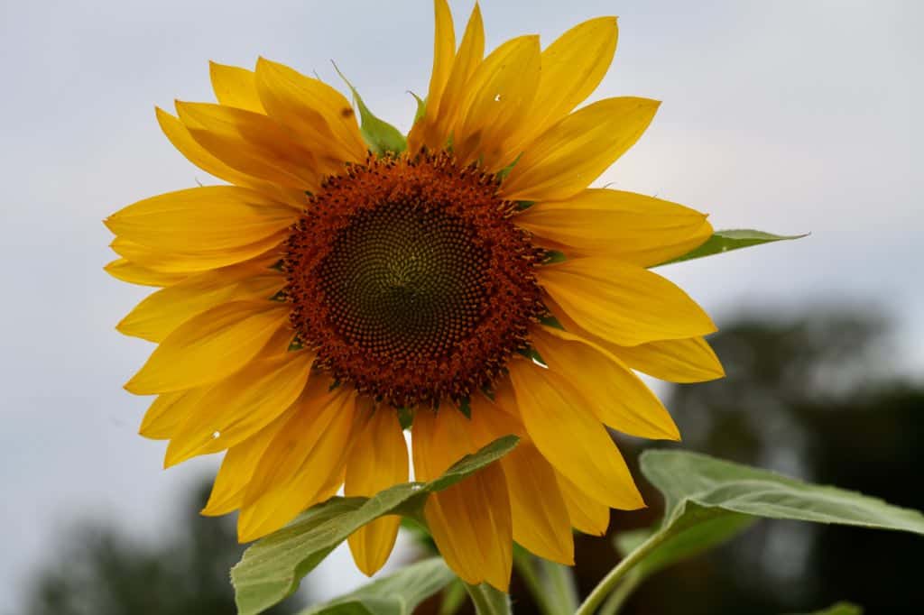 mammoth grey striped sunflower fully open with a missing ray petal, showing how to grow the sunflowers in the garden