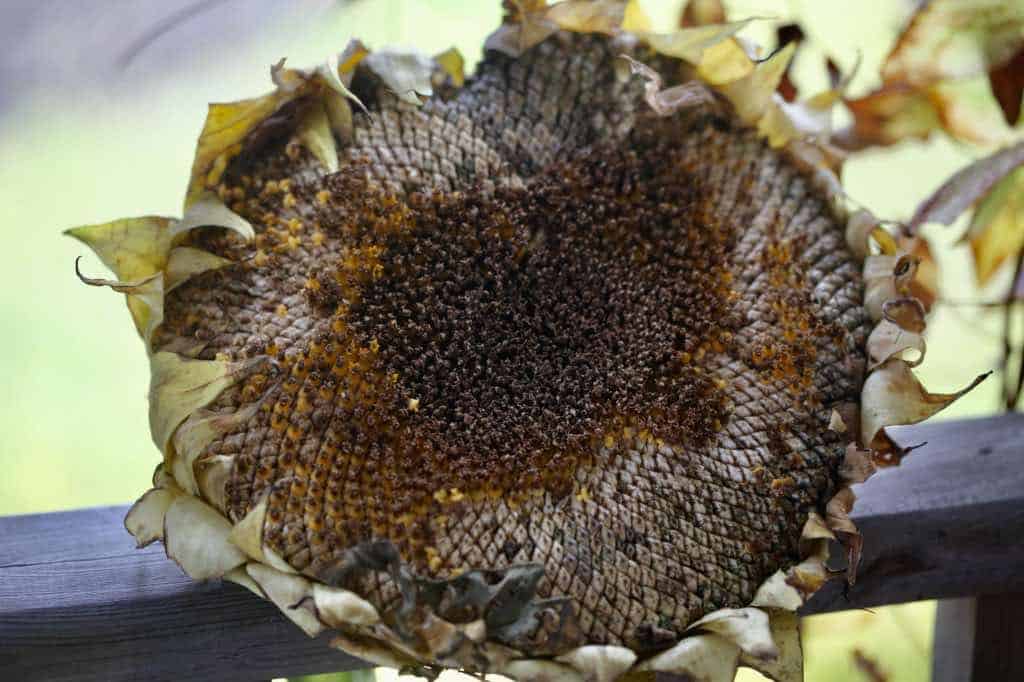 mammoth grey striped sunflower head at maturity, on a wooden railing