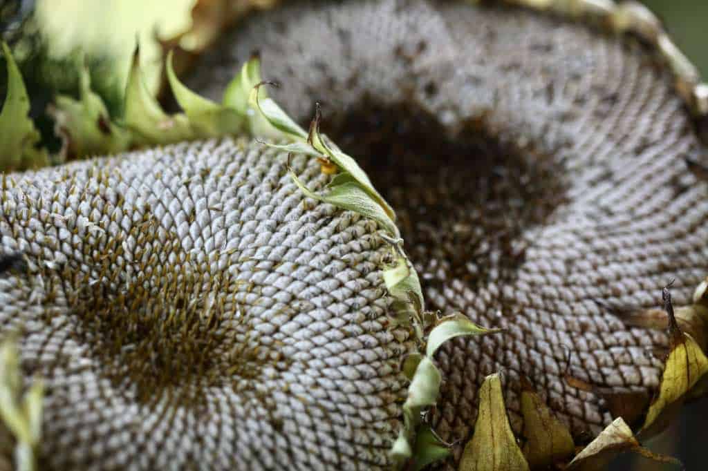 mammoth grey striped sunflower heads