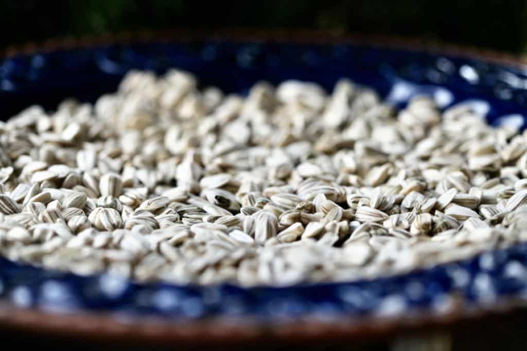 seeds from mammoth grey striped sunflowers on a blue platter, drying to grow for next season