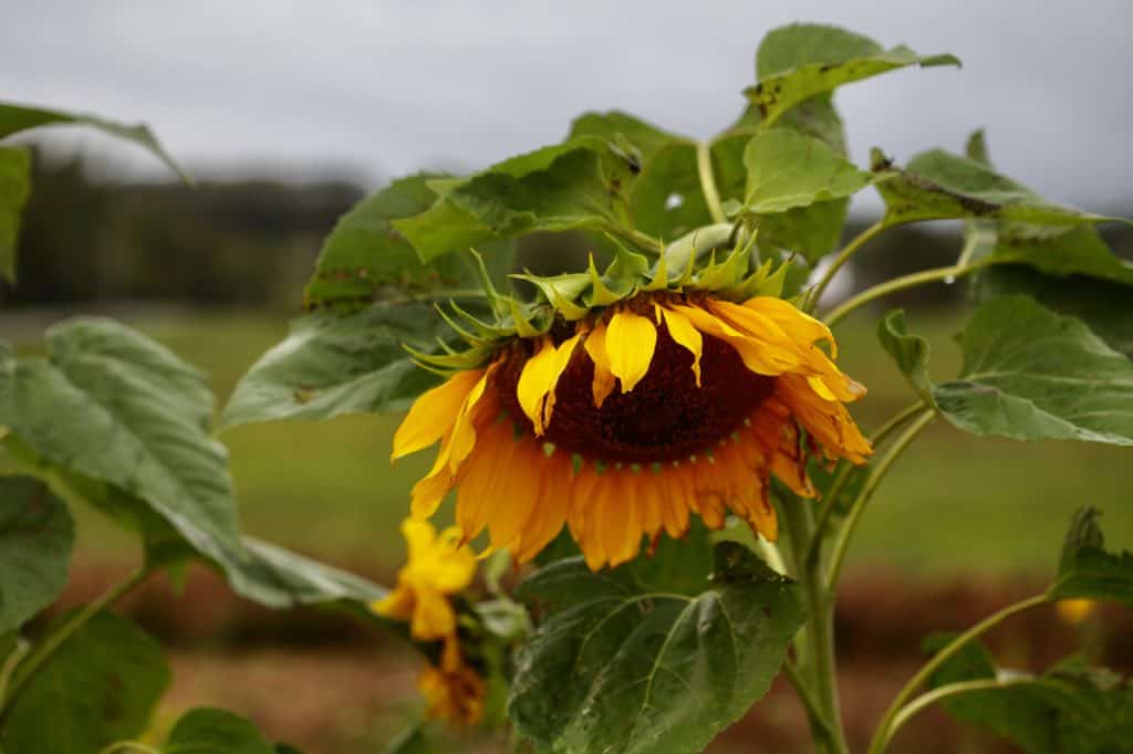 mammoth grey striped sunflower