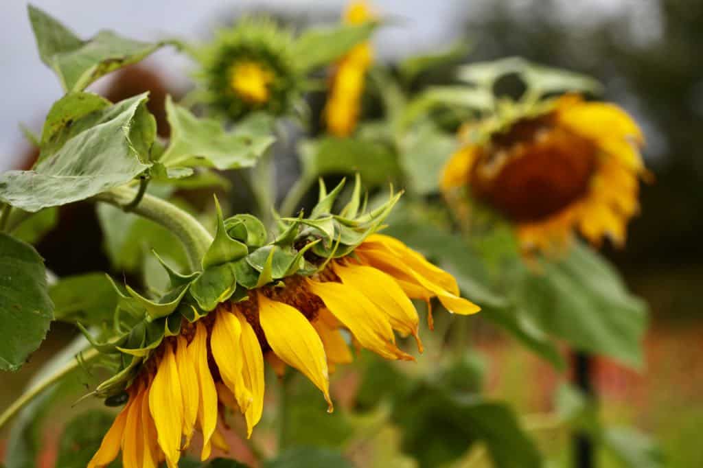 mammoth grey striped sunflowers, with heads beginning to nod with the weight of the flower heads, showing how to grow them in the garden