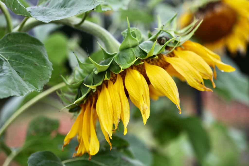 mammoth grey striped sunflower in the garden