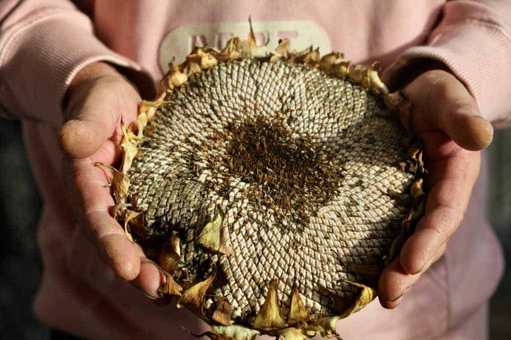 two hands holding a large sunflower head with seeds exposed