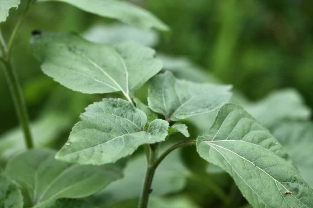 mammoth sunflowers, early growth of leaves, showing how to grow them in the garden